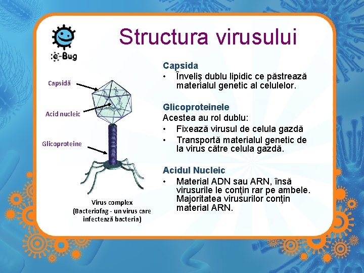 Structura virusului Capsida • Înveliş dublu lipidic ce păstrează materialul genetic al celulelor. Capsidă