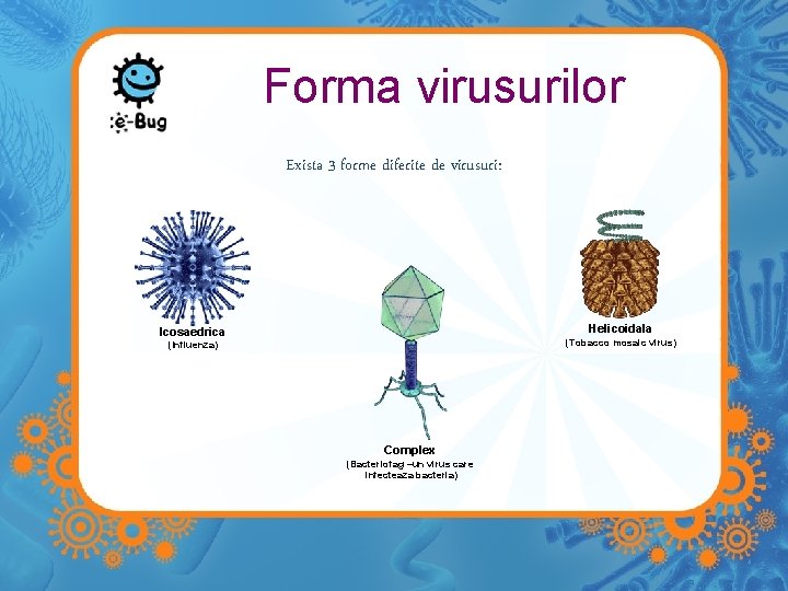 Forma virusurilor Exista 3 forme diferite de virusuri: Helicoidala Icosaedrica (Tobacco mosaic virus) (Influenza)