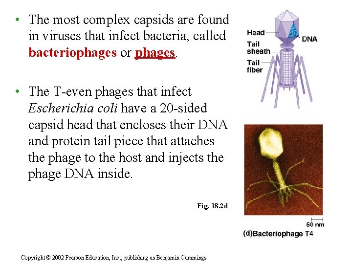  • The most complex capsids are found in viruses that infect bacteria, called