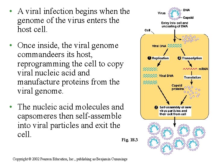  • A viral infection begins when the genome of the virus enters the