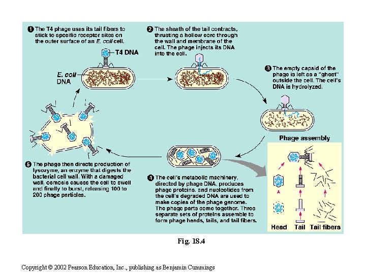 Fig. 18. 4 Copyright © 2002 Pearson Education, Inc. , publishing as Benjamin Cummings