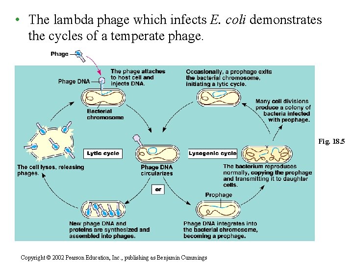  • The lambda phage which infects E. coli demonstrates the cycles of a