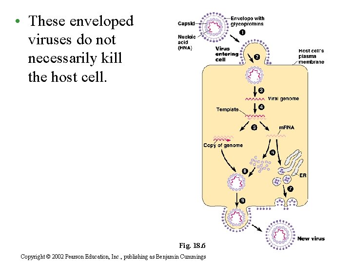  • These enveloped viruses do not necessarily kill the host cell. Fig. 18.