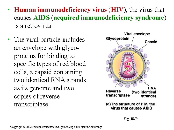  • Human immunodeficiency virus (HIV), the virus that causes AIDS (acquired immunodeficiency syndrome)
