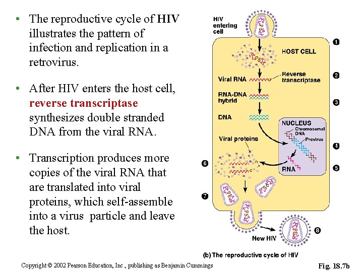  • The reproductive cycle of HIV illustrates the pattern of infection and replication