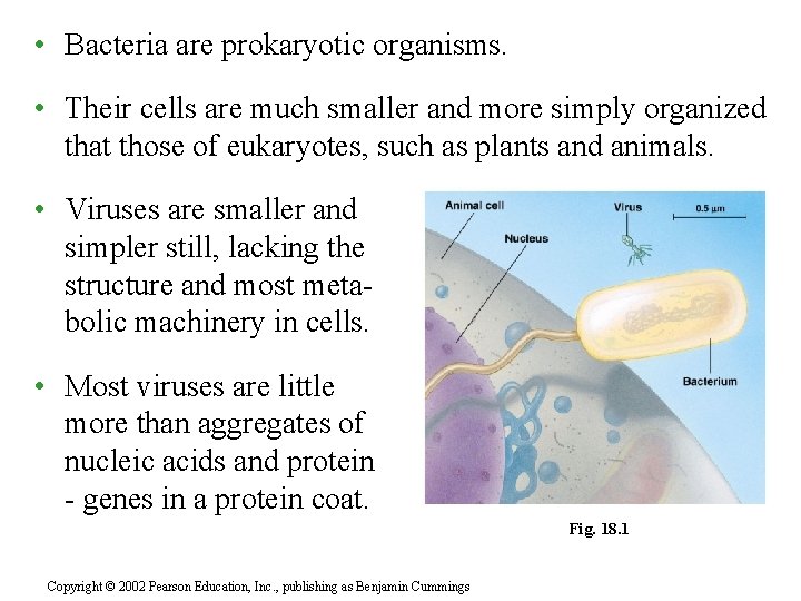  • Bacteria are prokaryotic organisms. • Their cells are much smaller and more