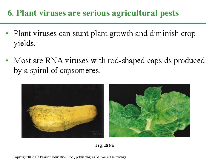6. Plant viruses are serious agricultural pests • Plant viruses can stunt plant growth