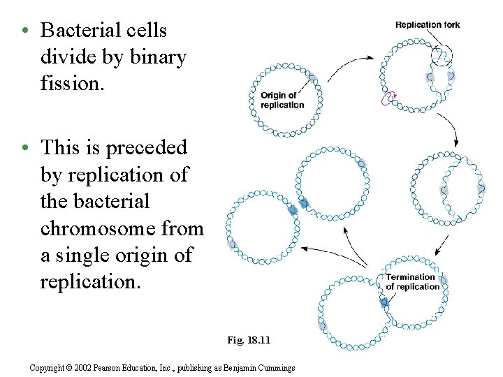  • Bacterial cells divide by binary fission. • This is preceded by replication