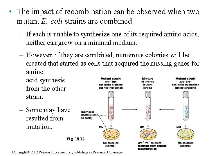  • The impact of recombination can be observed when two mutant E. coli