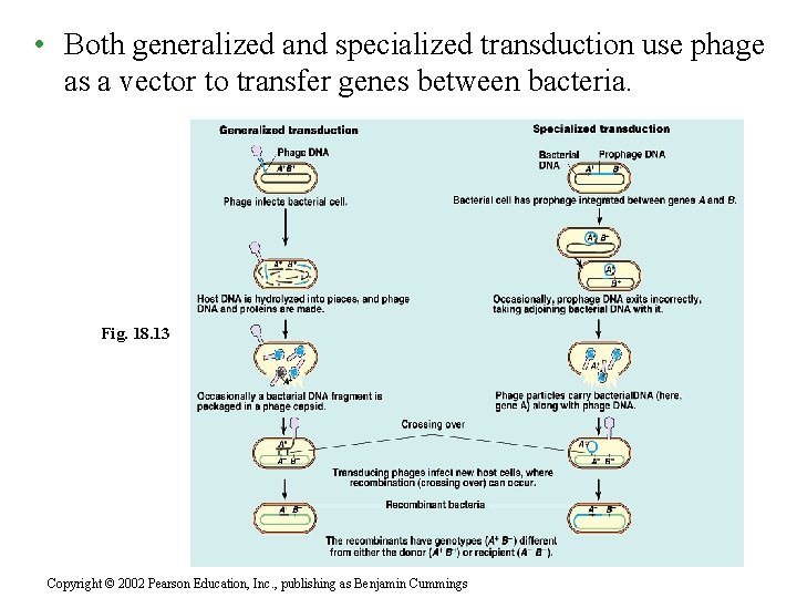  • Both generalized and specialized transduction use phage as a vector to transfer