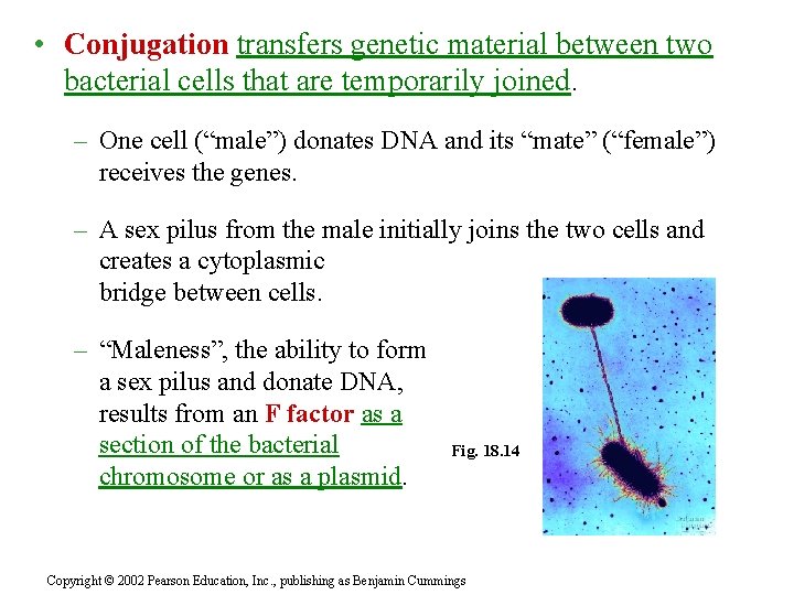  • Conjugation transfers genetic material between two bacterial cells that are temporarily joined.