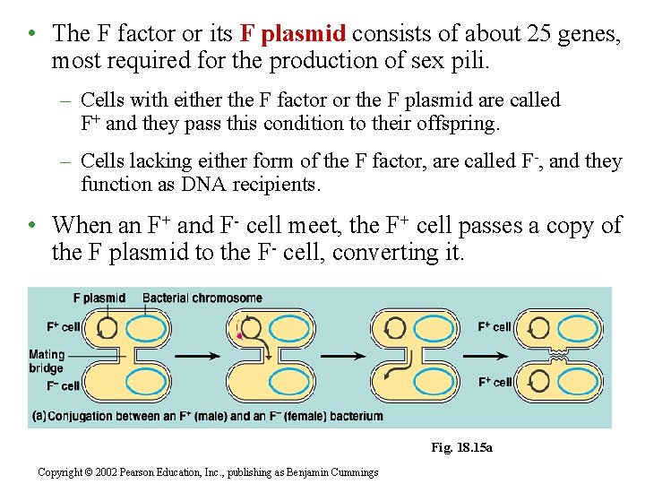  • The F factor or its F plasmid consists of about 25 genes,