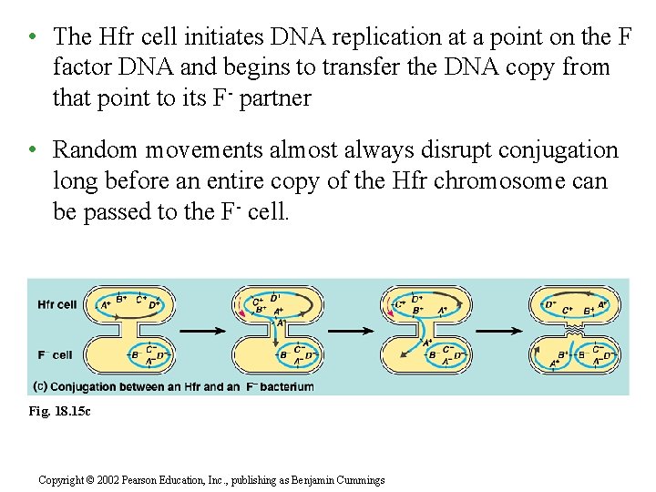  • The Hfr cell initiates DNA replication at a point on the F