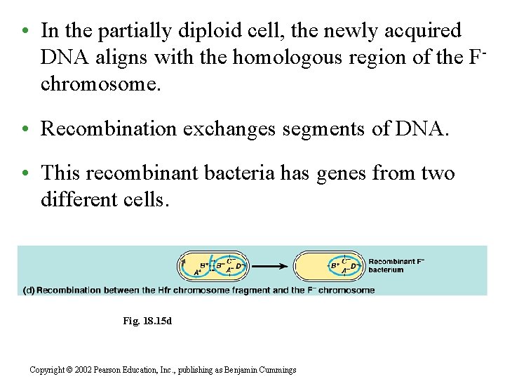  • In the partially diploid cell, the newly acquired DNA aligns with the