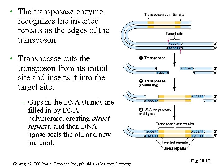  • The transposase enzyme recognizes the inverted repeats as the edges of the