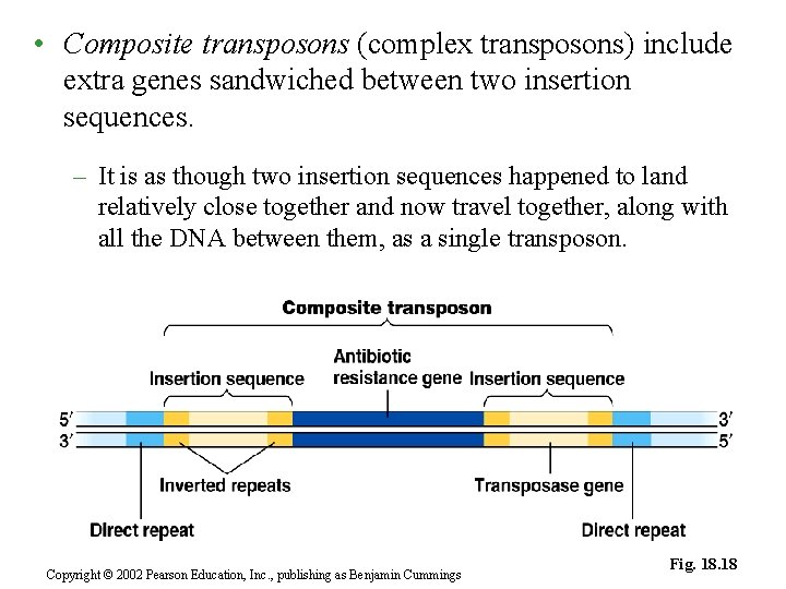  • Composite transposons (complex transposons) include extra genes sandwiched between two insertion sequences.
