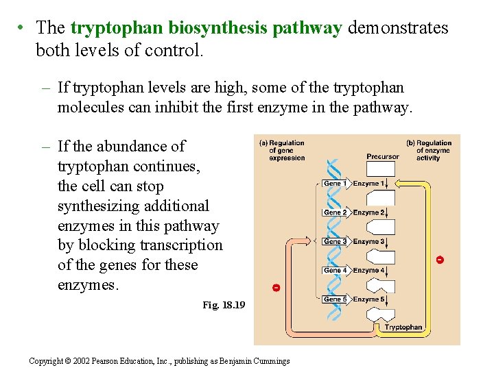  • The tryptophan biosynthesis pathway demonstrates both levels of control. – If tryptophan