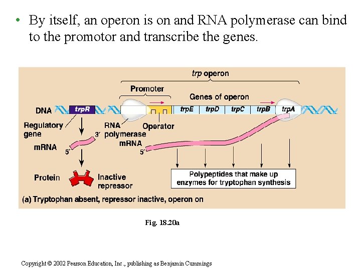  • By itself, an operon is on and RNA polymerase can bind to