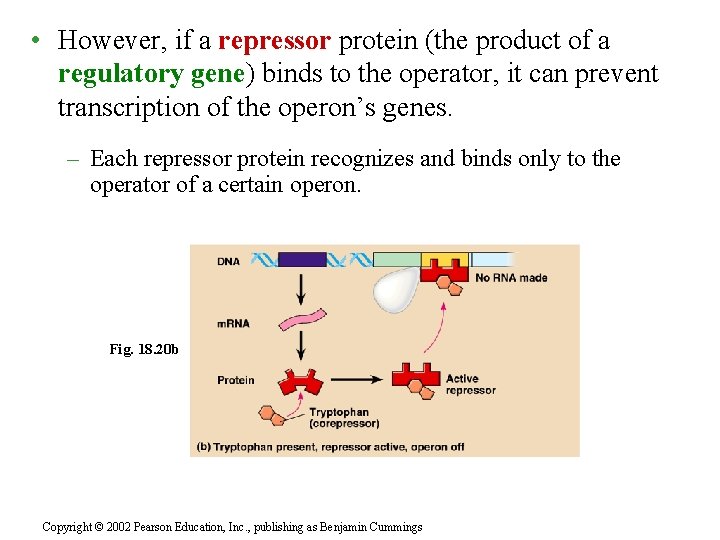  • However, if a repressor protein (the product of a regulatory gene) binds