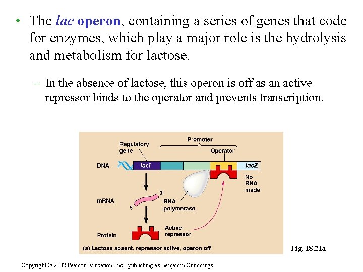  • The lac operon, containing a series of genes that code for enzymes,