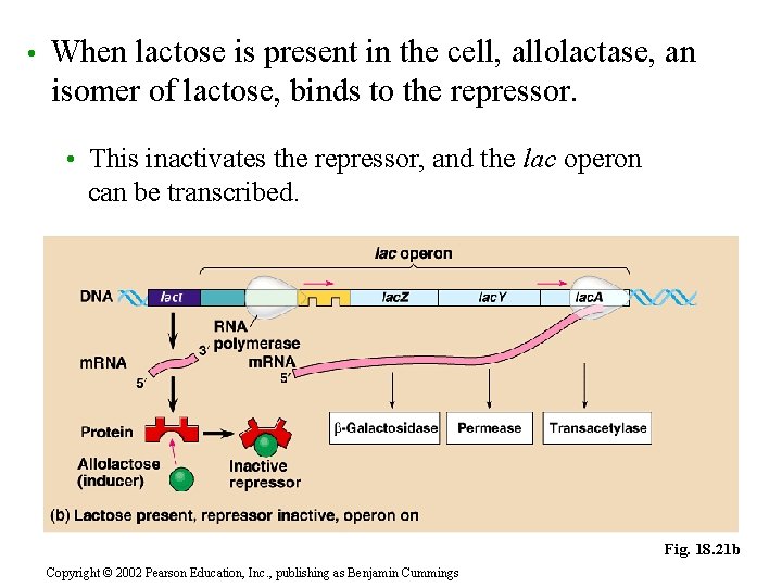  • When lactose is present in the cell, allolactase, an isomer of lactose,