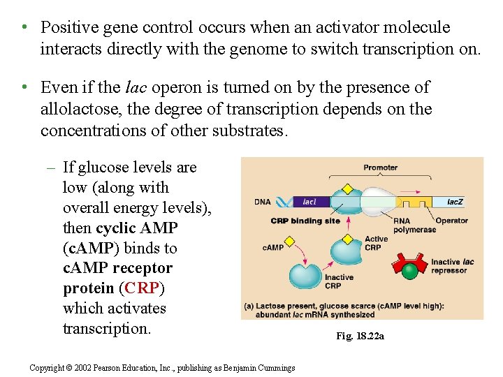  • Positive gene control occurs when an activator molecule interacts directly with the