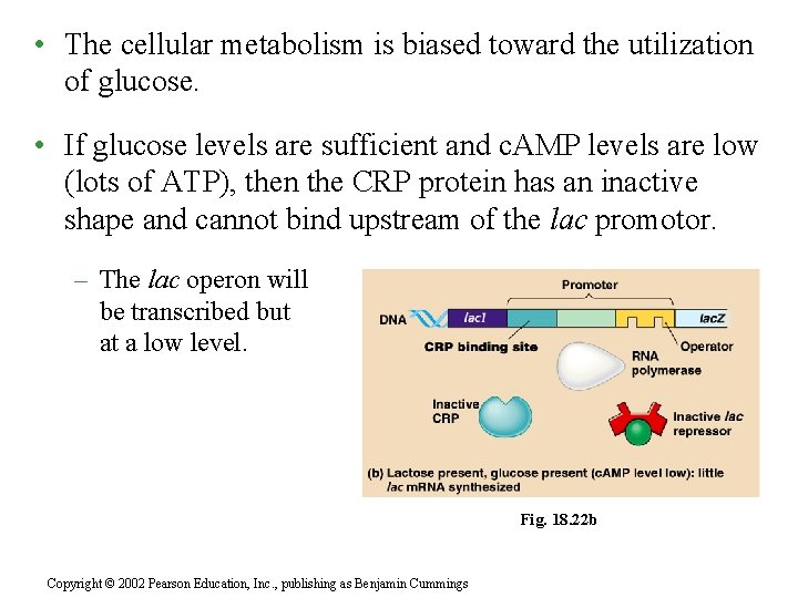  • The cellular metabolism is biased toward the utilization of glucose. • If