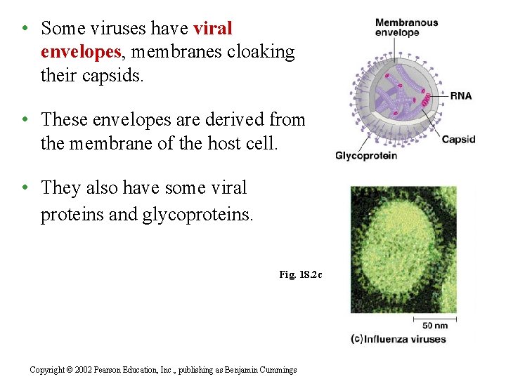  • Some viruses have viral envelopes, membranes cloaking their capsids. • These envelopes