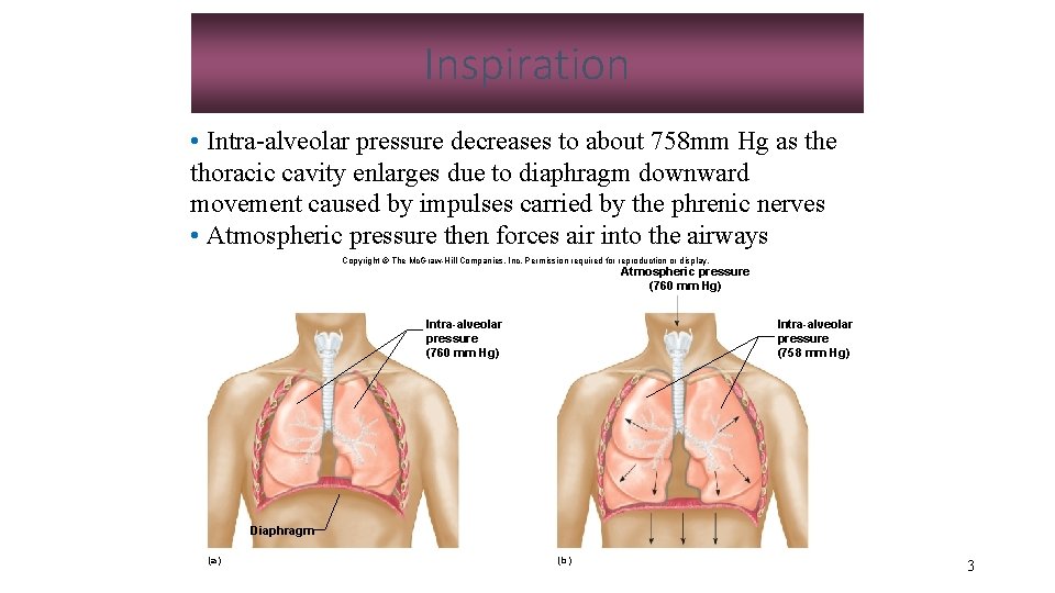 Inspiration • Intra-alveolar pressure decreases to about 758 mm Hg as the thoracic cavity