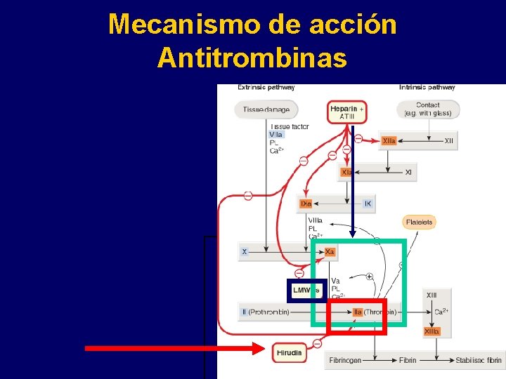 Mecanismo de acción Antitrombinas 