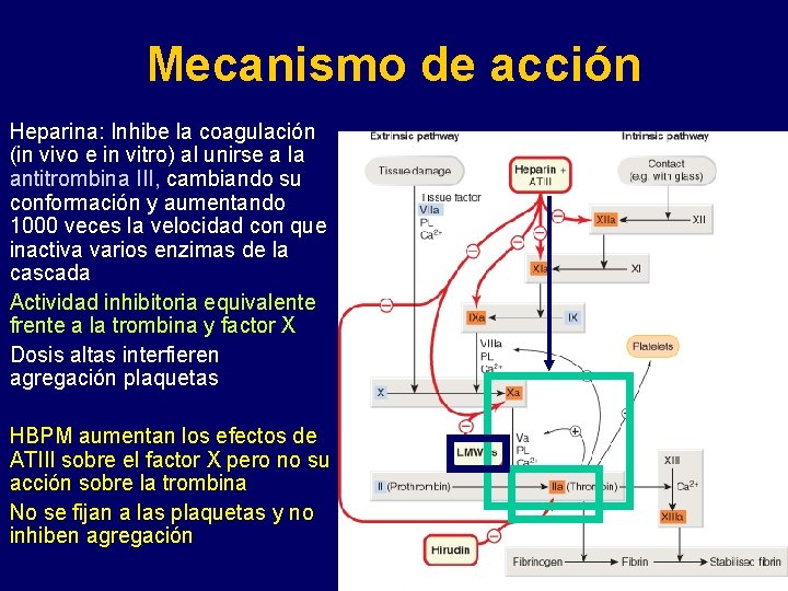 Mecanismo de acción Heparina: Inhibe la coagulación (in vivo e in vitro) al unirse