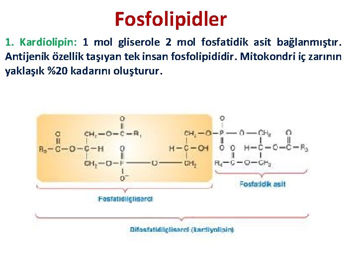 Fosfolipidler 1. Kardiolipin: 1 mol gliserole 2 mol fosfatidik asit bağlanmıştır. Antijenik özellik taşıyan