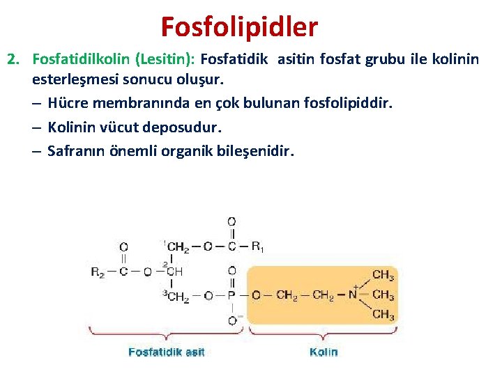 Fosfolipidler 2. Fosfatidilkolin (Lesitin): Fosfatidik asitin fosfat grubu ile kolinin esterleşmesi sonucu oluşur. –