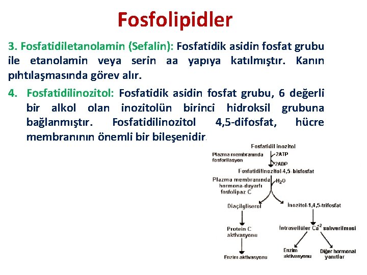 Fosfolipidler 3. Fosfatidiletanolamin (Sefalin): Fosfatidik asidin fosfat grubu ile etanolamin veya serin aa yapıya