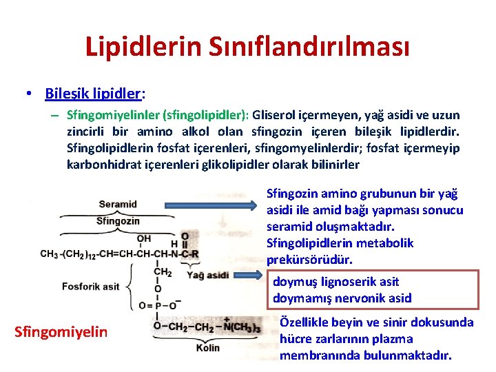 Lipidlerin Sınıflandırılması • Bileşik lipidler: – Sfingomiyelinler (sfingolipidler): Gliserol içermeyen, yağ asidi ve uzun