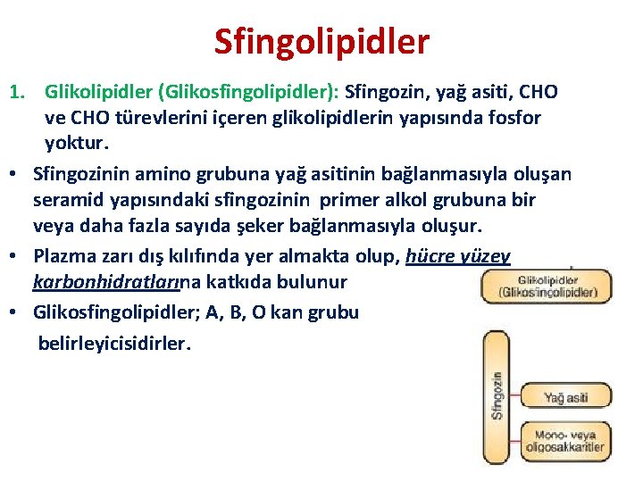 Sfingolipidler 1. Glikolipidler (Glikosfingolipidler): Sfingozin, yağ asiti, CHO ve CHO türevlerini içeren glikolipidlerin yapısında