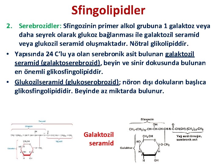 Sfingolipidler 2. Serebrozidler: Sfingozinin primer alkol grubuna 1 galaktoz veya daha seyrek olarak glukoz