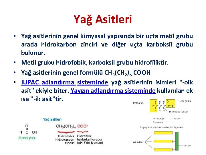 Yağ Asitleri • Yağ asitlerinin genel kimyasal yapısında bir uçta metil grubu arada hidrokarbon