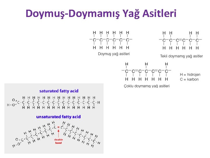 Doymuş-Doymamış Yağ Asitleri 