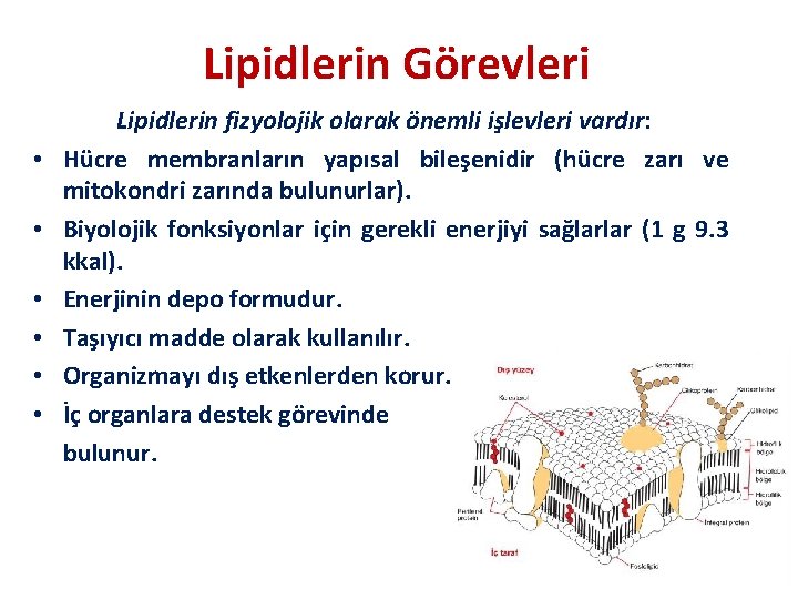 Lipidlerin Görevleri • • • Lipidlerin fizyolojik olarak önemli işlevleri vardır: Hücre membranların yapısal