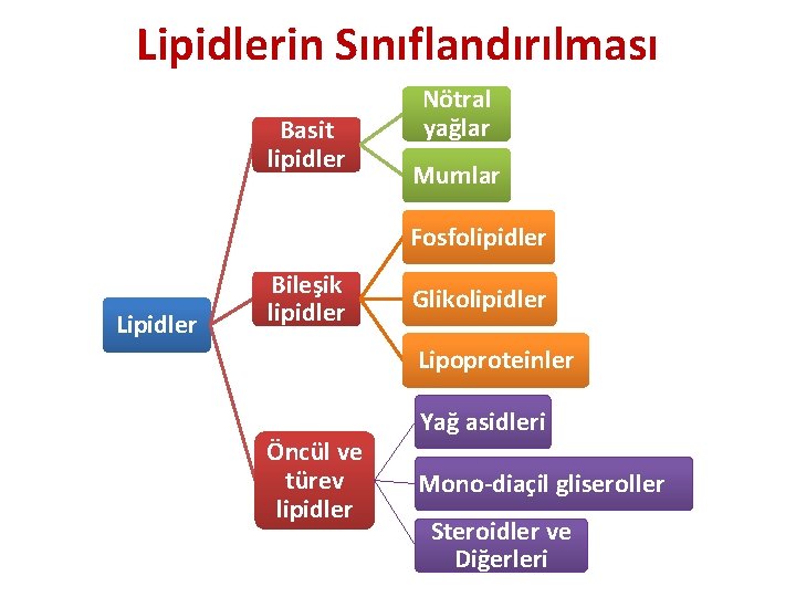 Lipidlerin Sınıflandırılması Basit lipidler Nötral yağlar Mumlar Fosfolipidler Lipidler Bileşik lipidler Glikolipidler Lipoproteinler Öncül