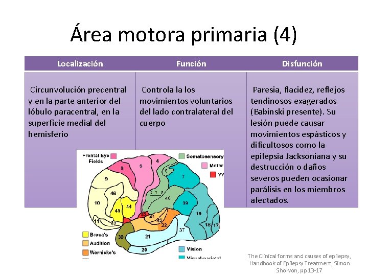 Área motora primaria (4) Localización Circunvolución precentral y en la parte anterior del lóbulo