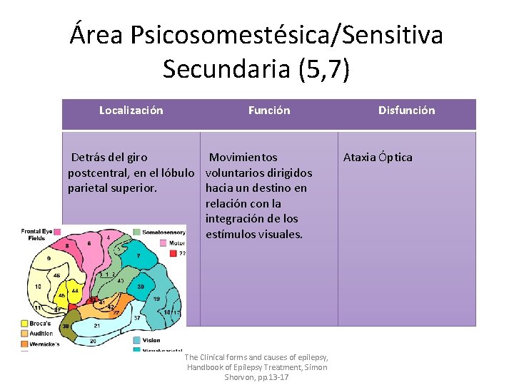Área Psicosomestésica/Sensitiva Secundaria (5, 7) Localización Función Detrás del giro Movimientos postcentral, en el