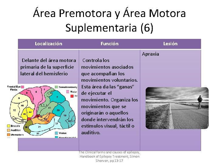 Área Premotora y Área Motora Suplementaria (6) Localización Función Delante del área motora Controla