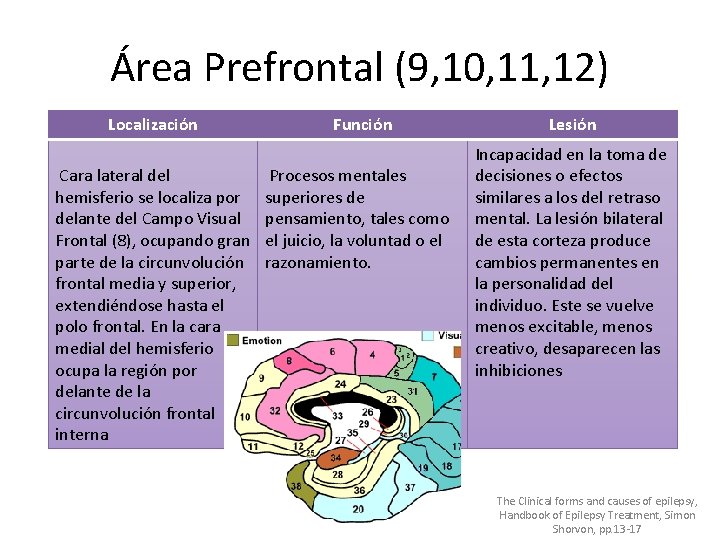 Área Prefrontal (9, 10, 11, 12) Localización Cara lateral del hemisferio se localiza por