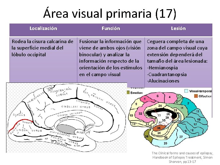 Área visual primaria (17) Localización Función Lesión Rodea la cisura calcarina de Fusionar la