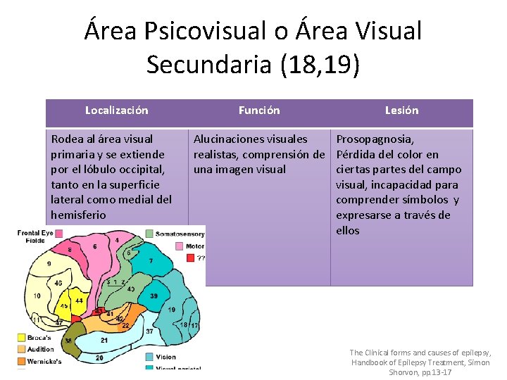 Área Psicovisual o Área Visual Secundaria (18, 19) Localización Rodea al área visual primaria