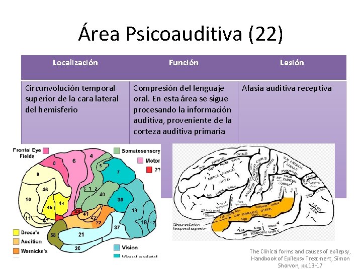 Área Psicoauditiva (22) Localización Circunvolución temporal superior de la cara lateral del hemisferio Función