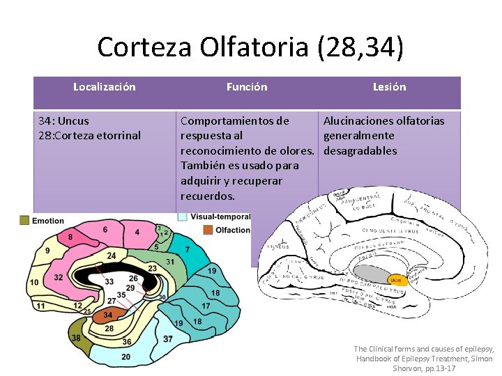 Corteza Olfatoria (28, 34) Localización 34: Uncus 28: Corteza etorrinal Función Lesión Comportamientos de