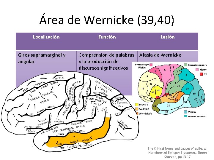 Área de Wernicke (39, 40) Localización Giros supramarginal y angular Función Lesión Comprensión de